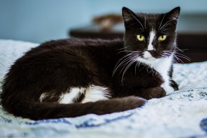 A shelter cat from the Cat Connection in Waltham, MA