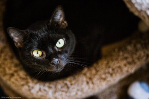 A shelter cat from the Cat Connection in Waltham, MA